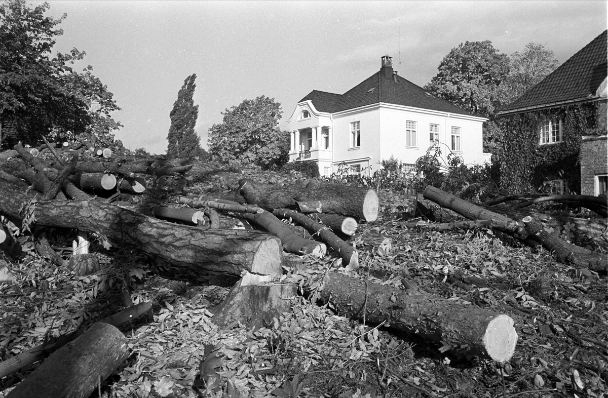 Trær felles, Den britiske ambassade, Oslo, september 1964.