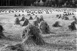 Kornband tørker på åkeren. (Kornrauk) Oktober 1962.