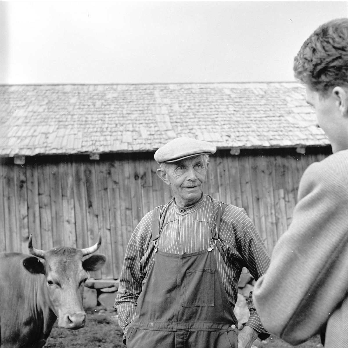 Sjusjøen, Ringsaker, Hedmark, juli 1954. Mann og ku på seter.