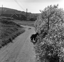 Sarpsborg, Østfold, juni 1962. Borgarsyssels grensemuseum fr