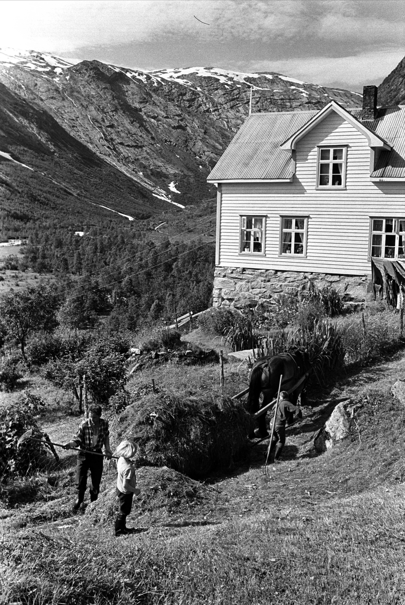 Fra Sogn 01.08.1967. Høyonna er i full gang  i Jostedalen.
