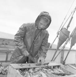Pigghåfiske på Shetland.
Shetland, 14-22. mai 1958, fisker i