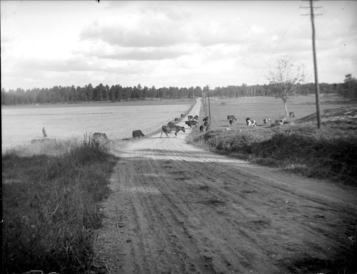Kor på vägen, nära Roserbergs slott, Norrsunda socken, Uppland oktober 1928