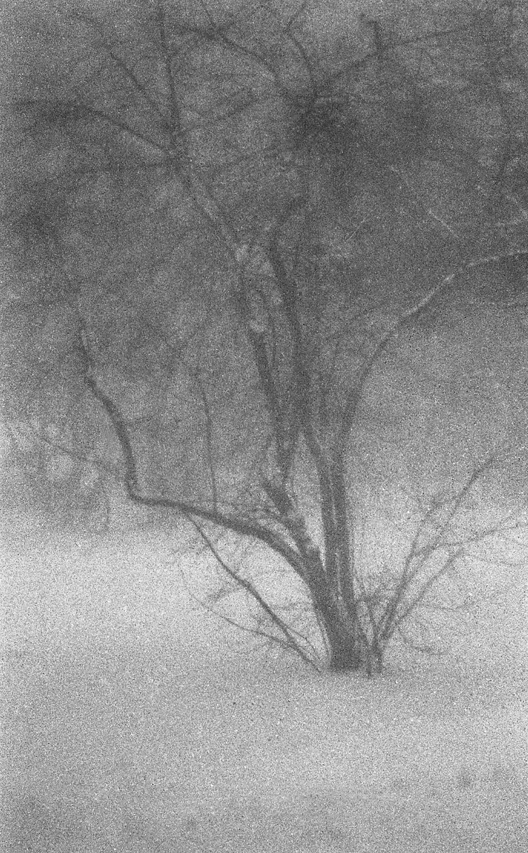 Fotokonst - buske i snö, Uppsala 1961