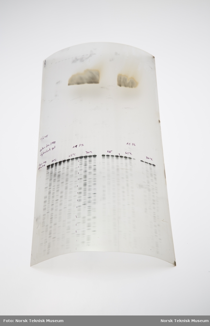 Tre avbildninger av DNA-sekvenser, trykket på gjennomsiktig plast
