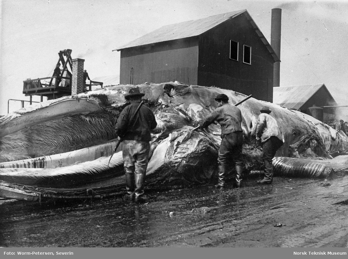 Olna Station i Olnafirth på Shetland, tilhørende Olna Whaling Co. (Chr. Salvesens & Co). Hvalfangst, partering av hval ved fangststasjonen, sommeren 1906.