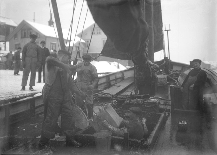 Lossning av sill på Smögen 1924