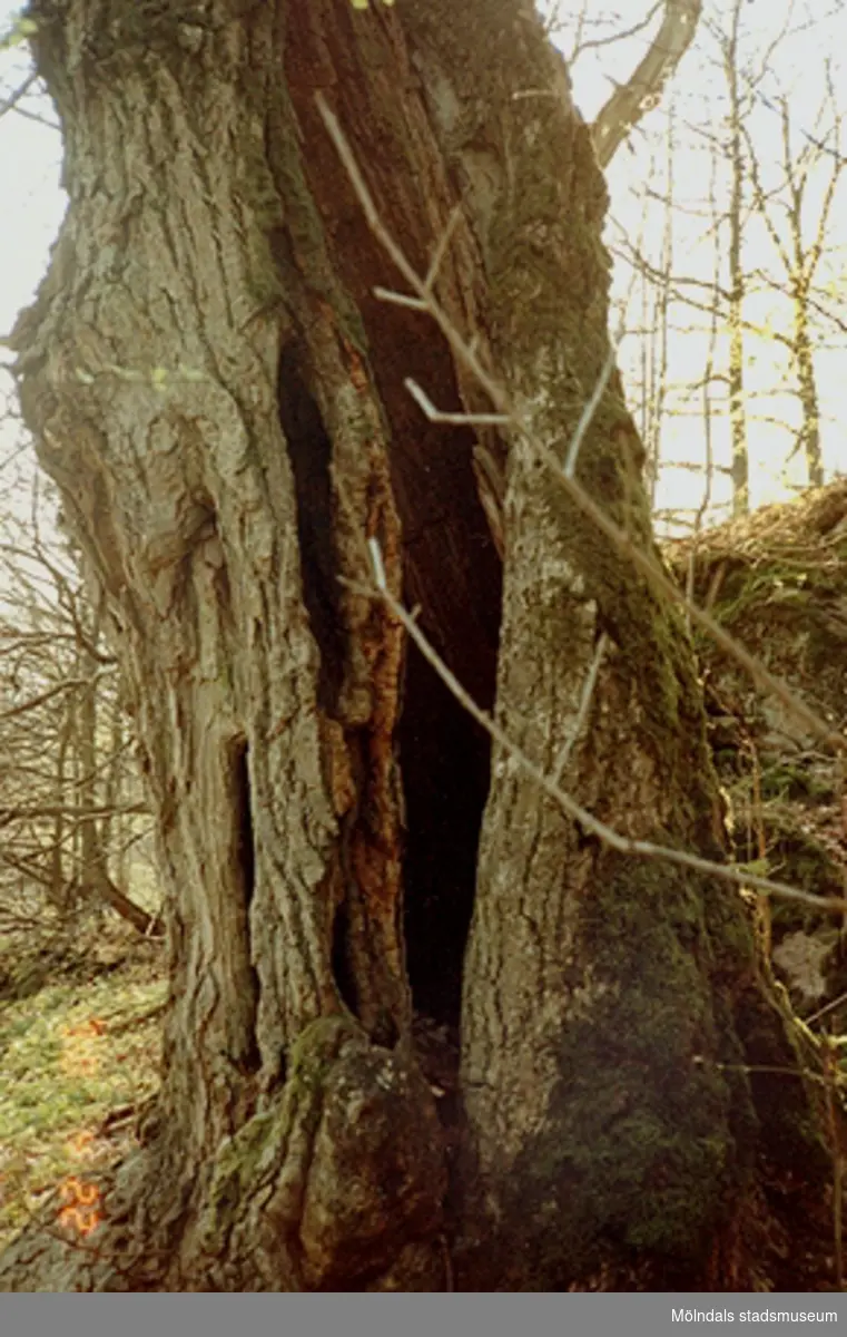 Del av en trasig trädstam vid Gunnebo slott, april 1990.