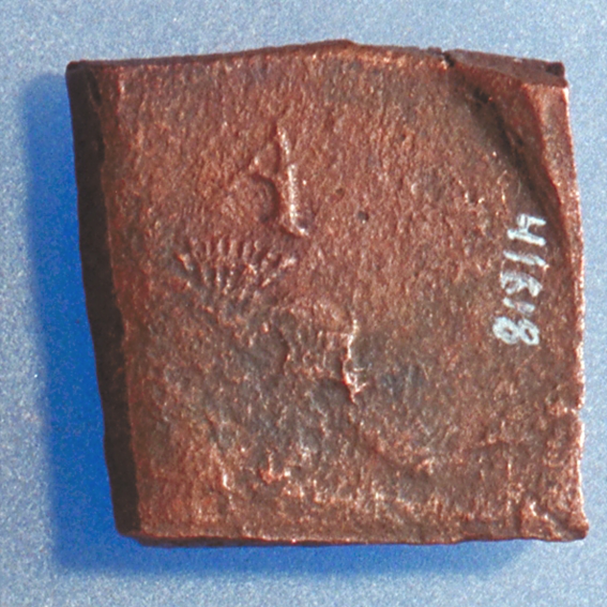 Ett fyrkantigt kopparmynt, s k klipping, med valören Â½ öre.
På myntets åtsida är en vasakärve delvis synlig. Ovanför kärven är versalen A svagt synlig. Åtsidans prägling är ocentrerad.

På myntets frånsida är två korsade pilar delvis synliga. Till vänster om pilarna är valören Â½ svagt synlig.
Längst ner på myntet syns sifforna 24, vilket står för präglingsåret 1624. Frånsidans prägling är ocentrerad.
Myntets vikt uppgår till 11,8 gram.
Myntets bägge sidor är slitna.

Text in English: Square-shaped coin. Denomination: Â½ - öre.
The obverse side has a Vasa sheaf in the centre, partly visible. The initial A appear in capital letter, faintly legible A placed above the sheaf.
The coin stamp is off-centre.
The reverse side has two crossed arrows, faintly legible. On the left hand side is the fraction Â½, faintly  visible.
The two digit year of coinage, 24 (1624), is placed beneath the arrows.
The coin stamp is off-centre.

Present condition: both sides are worn.
Weight: 11,8 gram.