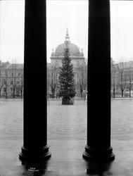 Julegranen på Universitetsplassen.