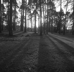 Arkeologi, gravhaug, park,