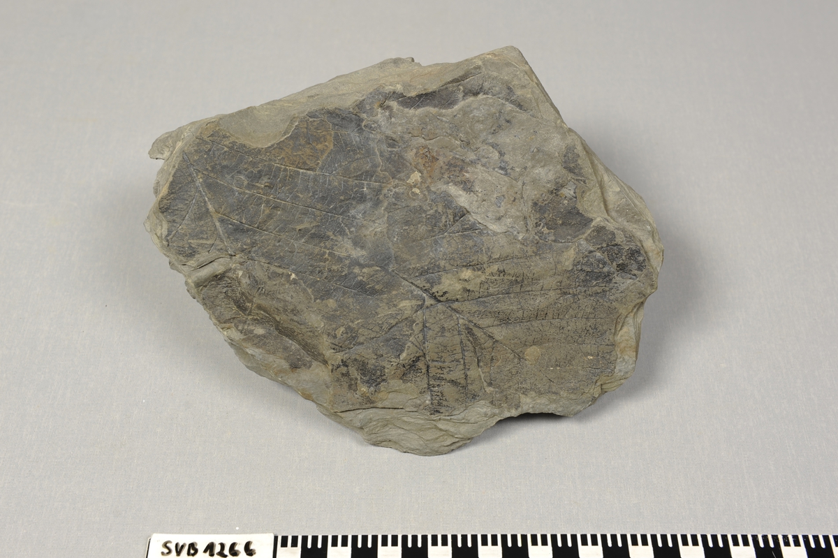 Stein med blad fossil på begge sider. Løvtre.