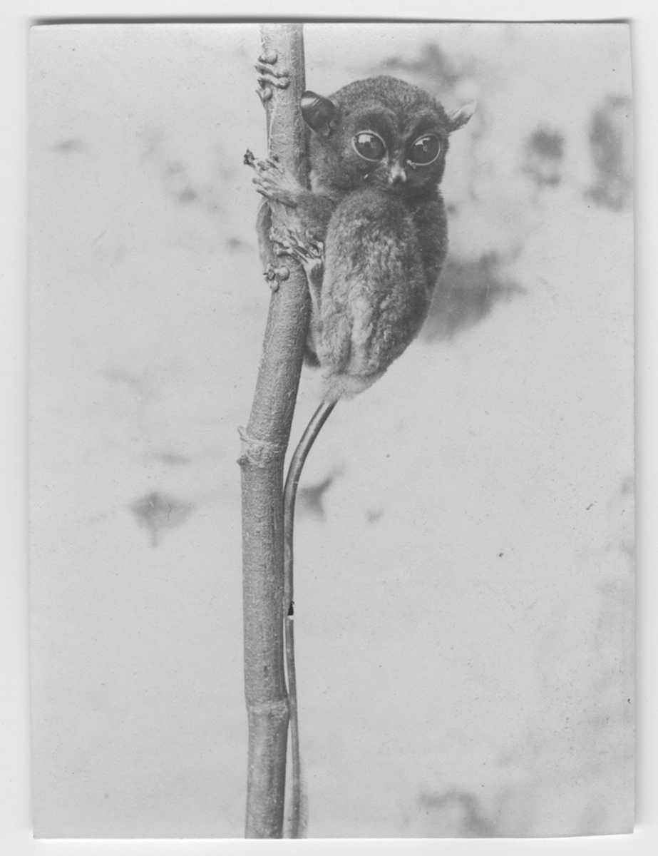 'Spökdjur, sittande på gren. :: Fynddatum: 1923-03-24. ::  :: Exemplaret finns utställt i däggdjurssalen i monterskåp nr. 38 på Göteborgs Naturhistoriska Museum (2008-01-18).'