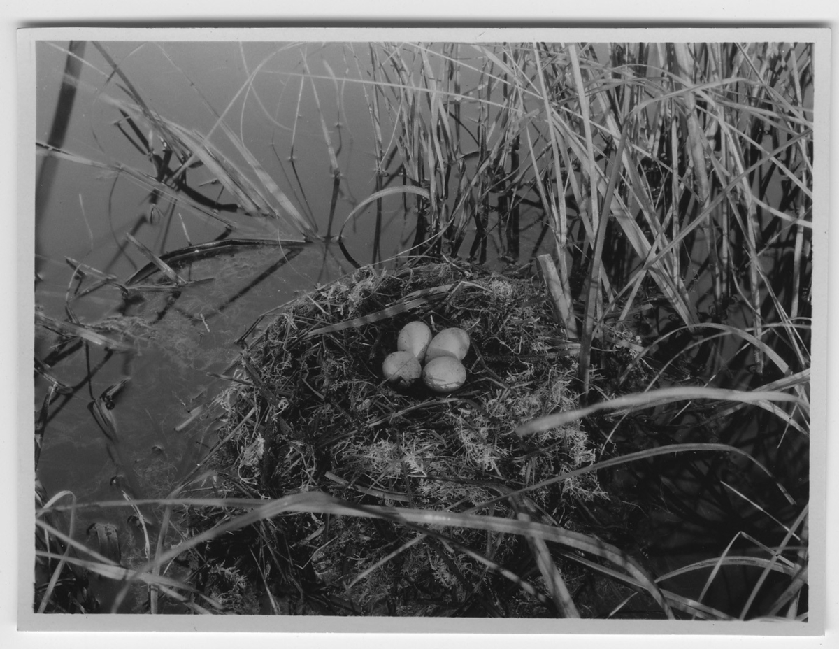 'Svarthakedopping, bo med 4 ägg, boet i vatten, mosse. Närbild. Våtmark. ::  :: Se serie med fotonr. 1305-1356.'