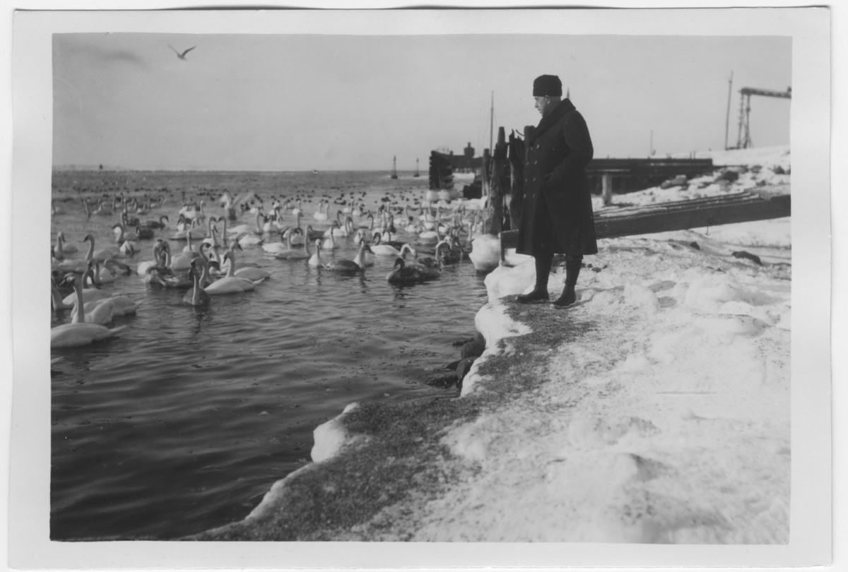 'Svanar i Landskrona hamn. Stor flock svanar i öppet vatten. 1 man stående på stranden. Snö på marken. ::  :: Se fotonr. 1358-1368, 1430, 2544-2545 samt 945-950, samma motiv samma år.'