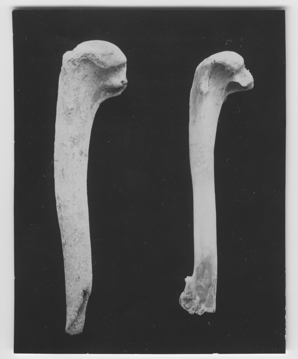 'Vänstra benet: Stycke av överarmsben av garfågel och tordmule. Sotenäskanalen 1932. Högra benet: motsvarande ben av tordmule. ::  :: Ingår i serie med fotonr. 2984-3010, foton och teckningar på dront och garfågel bl.a.'