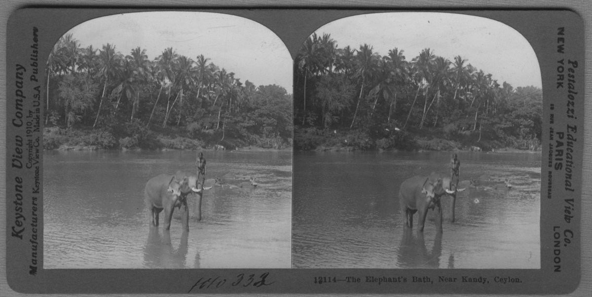 'Elefant badar i flod, en person står upprätt på betarna. ::  :: ''12114 -The Elephant´s bath, Near Kandy, Ceylon .'' ::  :: Ingår i serie med fotonr. 315-422.'