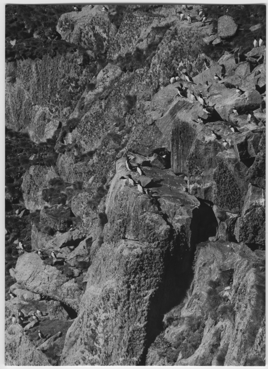 'Vy över klippa med tordmular och lunnefåglar på klippavsatser. ::  :: Ingår i serie med fotonr. 3382-3407.'