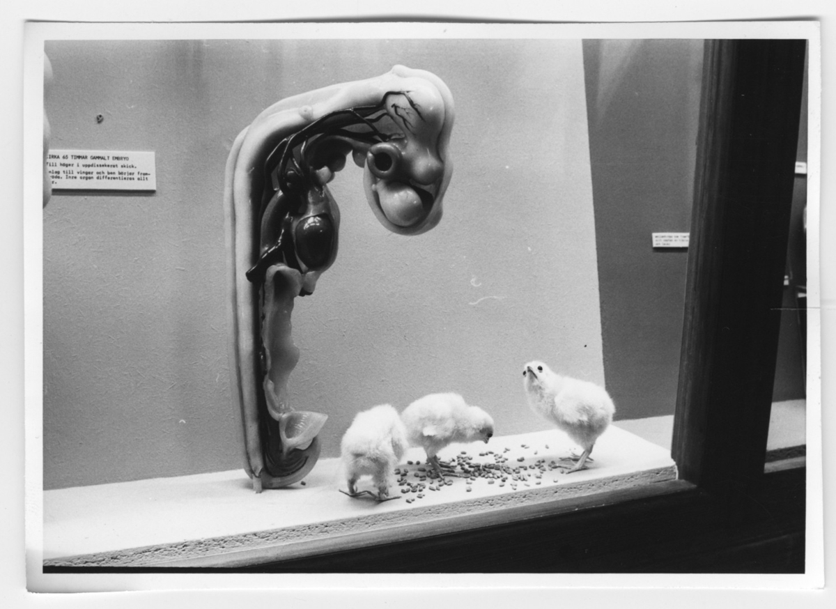 'Utställningsmonter med 3 st kycklingar och modell av 65 timmar gammalt embryo i förstoring. Basutställningen. ::  :: Ingår i serie med fotonr. 6963:1-12.'