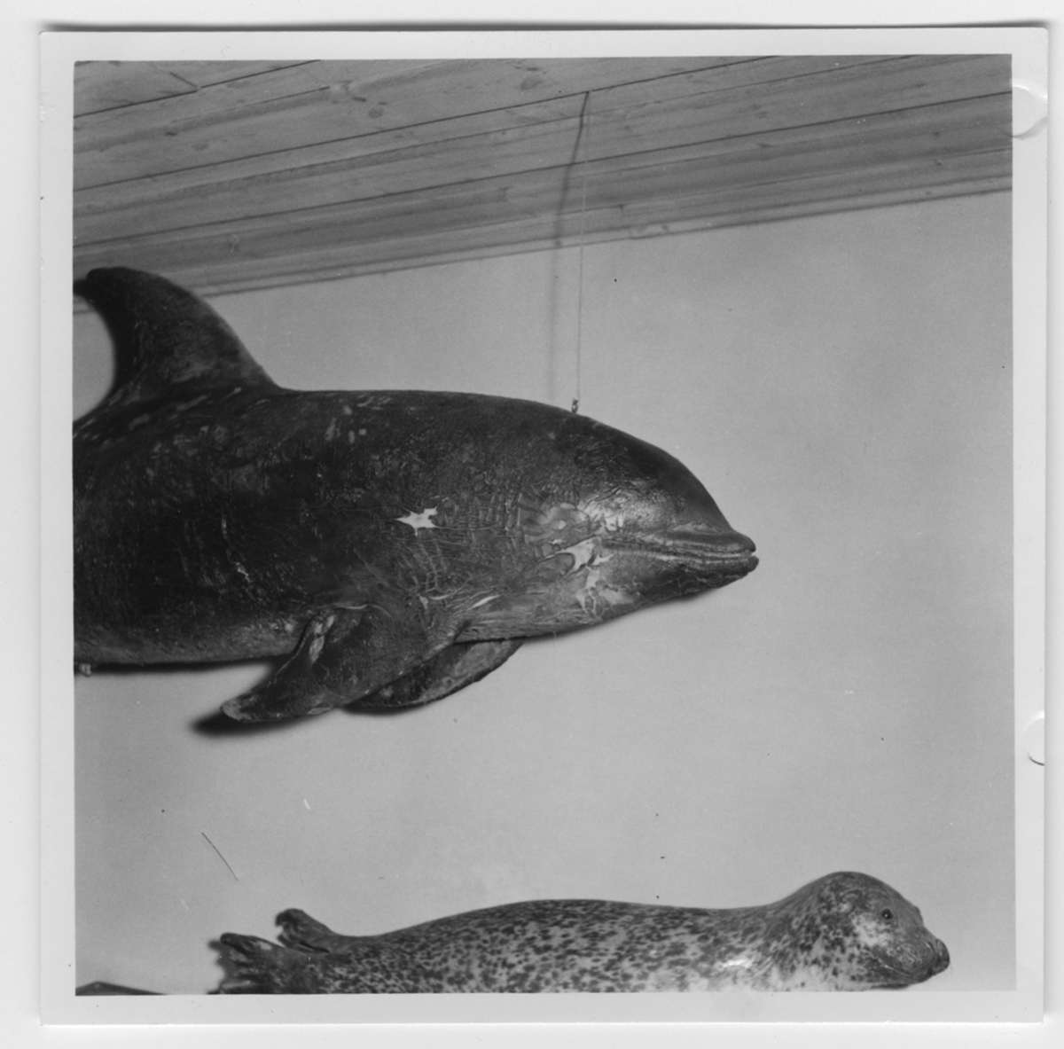 'Delfin och säl hängande i utställningen. Delfinens skinn sprucket. :: Valsalen. :: Se även fotonr. 6964:5 och 11. ::  :: Ingår i serie med fotonr. 6964:1-11.'