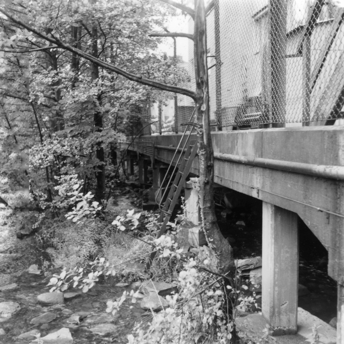 Mölndalsån, uppströms Forsebron, den 1/6-1961.