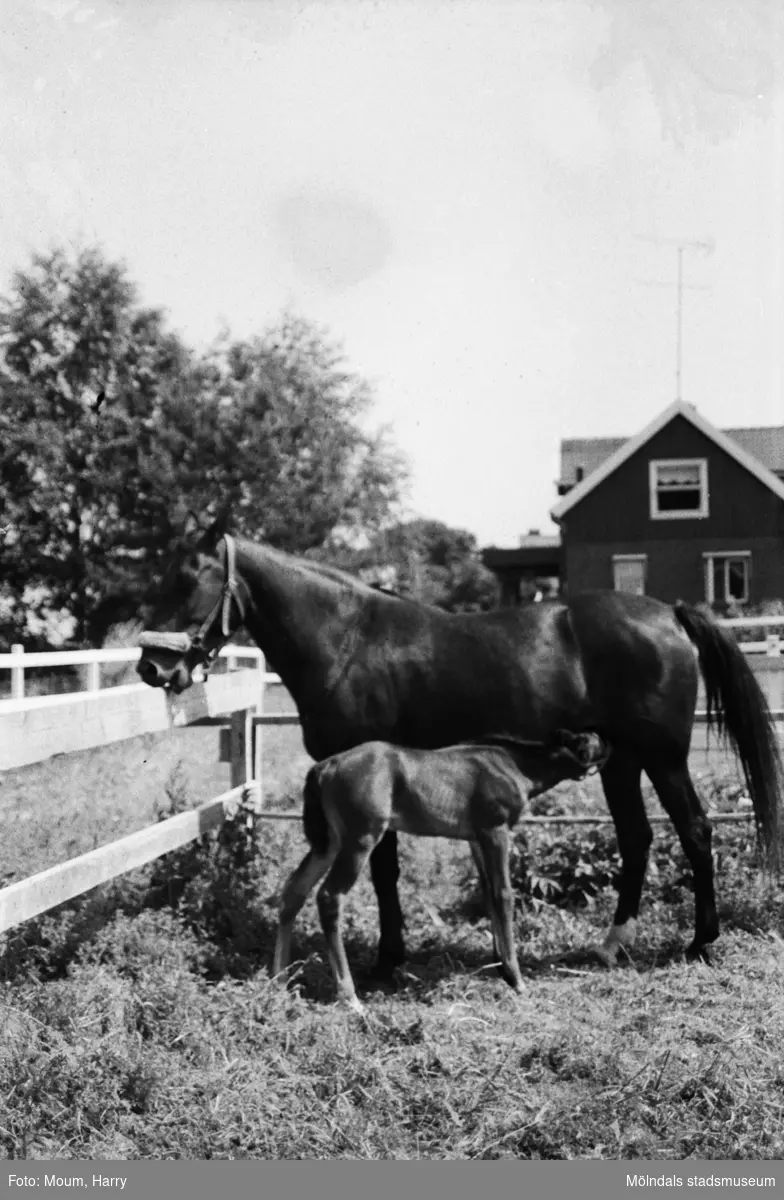 Hästen Madame Swahn med sitt föl Mr Rusticello i Lindome, år 1983.

För mer information om bilden se under tilläggsinformation.