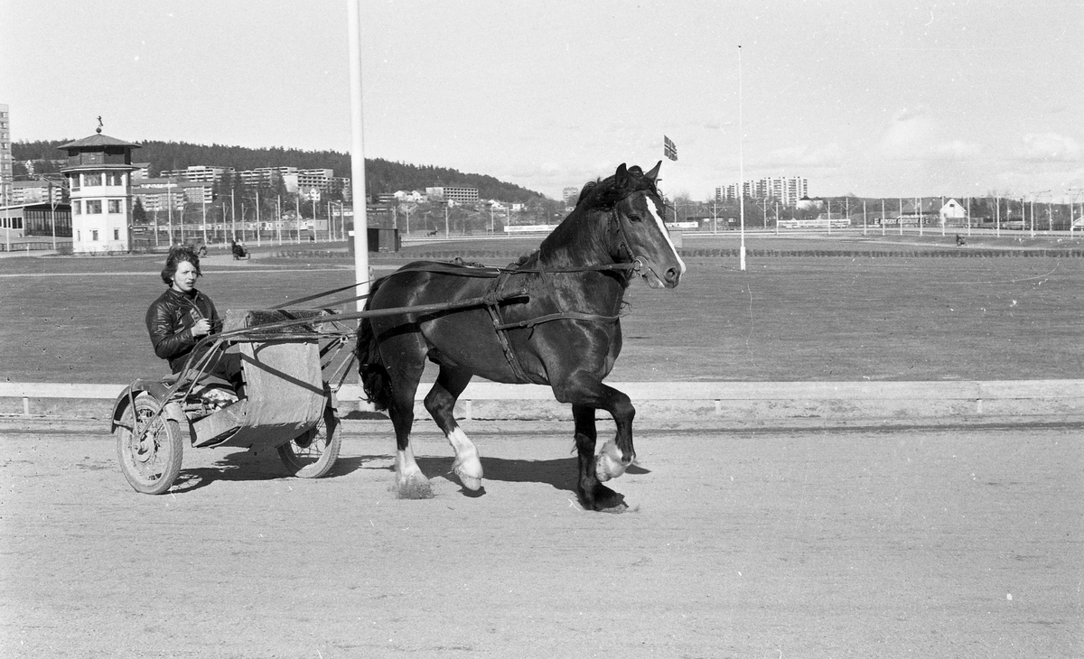 Haugesunds hester på Bjerke travbane.