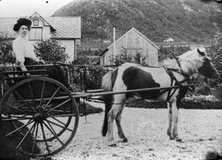 En kvinne ("Gomo") fører hest (islandsponni) og kjerre foran
