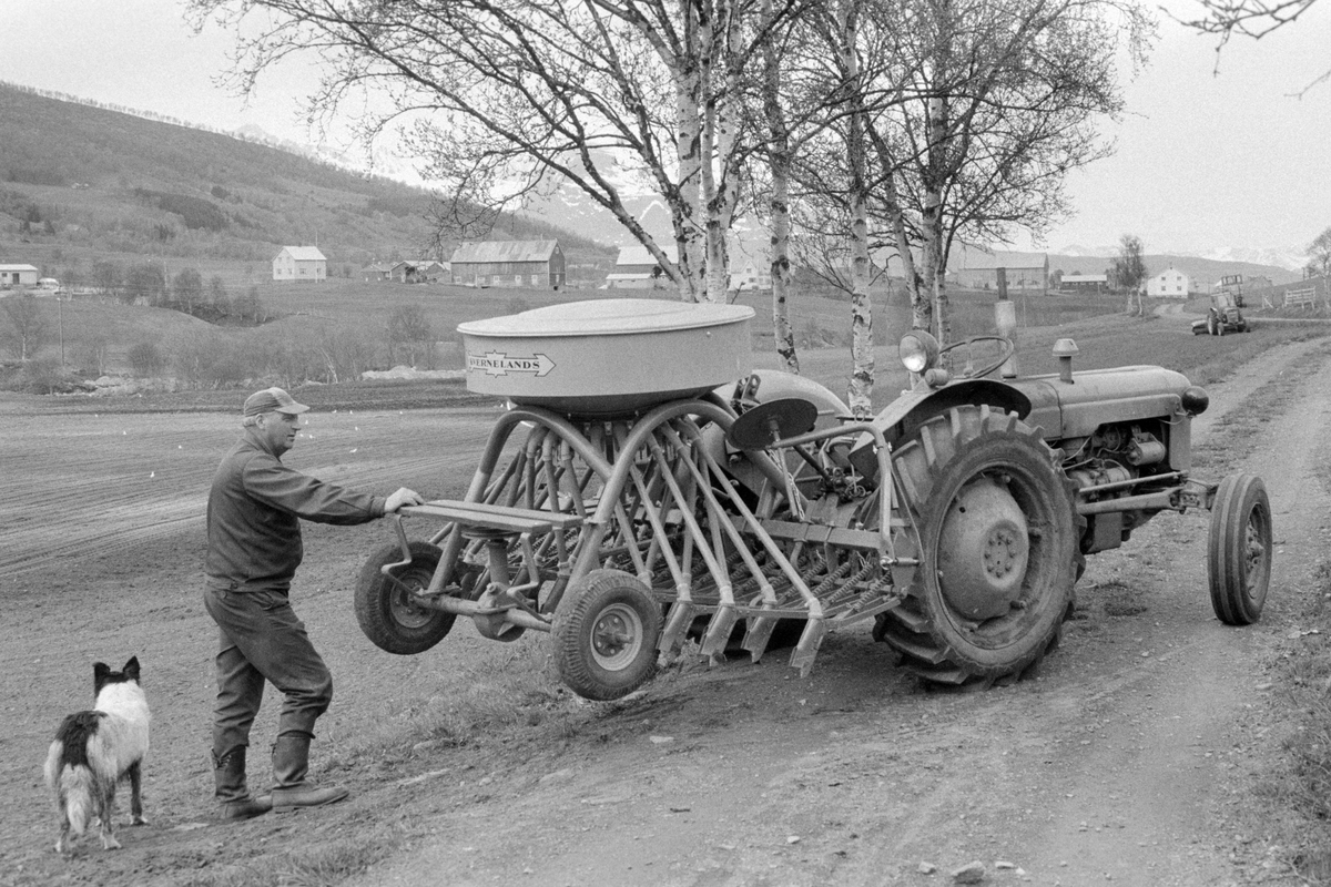 Rolf Eggum på Gamnes med såmaskin bakpå traktor.
