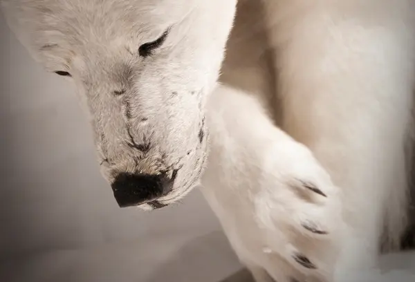 Fridtjof Nansens Grønlandsekspedisjon 1888