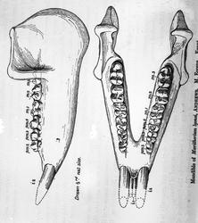 Dr. Johan Kjær: Elefanter og mammutter
