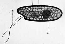 Dr. Magnus (Hjernen)