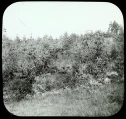 Skovsagen, Heibergs foredrag: Furuplantning fra 1895, fotogr