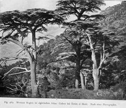 Plantegeografie. Hanna Resvoll-Holmsen 23/3 22.