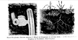 Plantens ernæring o.a. botan.