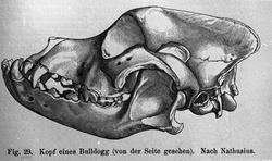 Fig. 29  Kopf eines Bulldog (von der Seite gesehen).  Nach N