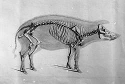 Anatomisk figur, skjelett av gris