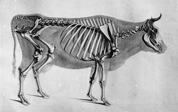 Anatomisk figur, skjelett av okse