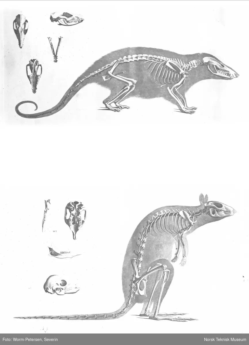 Anatomisk figur, skjelett av kenguru samt et ukjent dyr