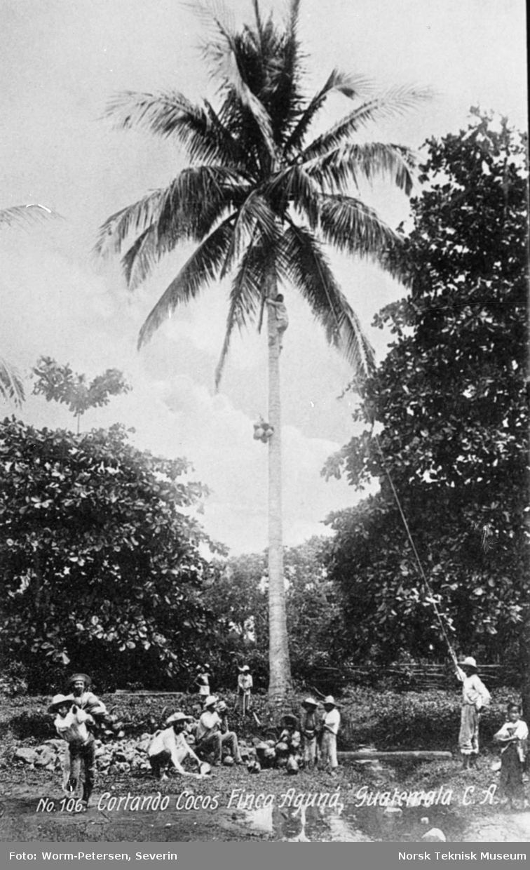 Innhøsting av kokosnøtter, Guatemala
