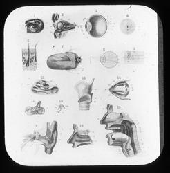 Anatomi; Øyet, øret, munnhulen.