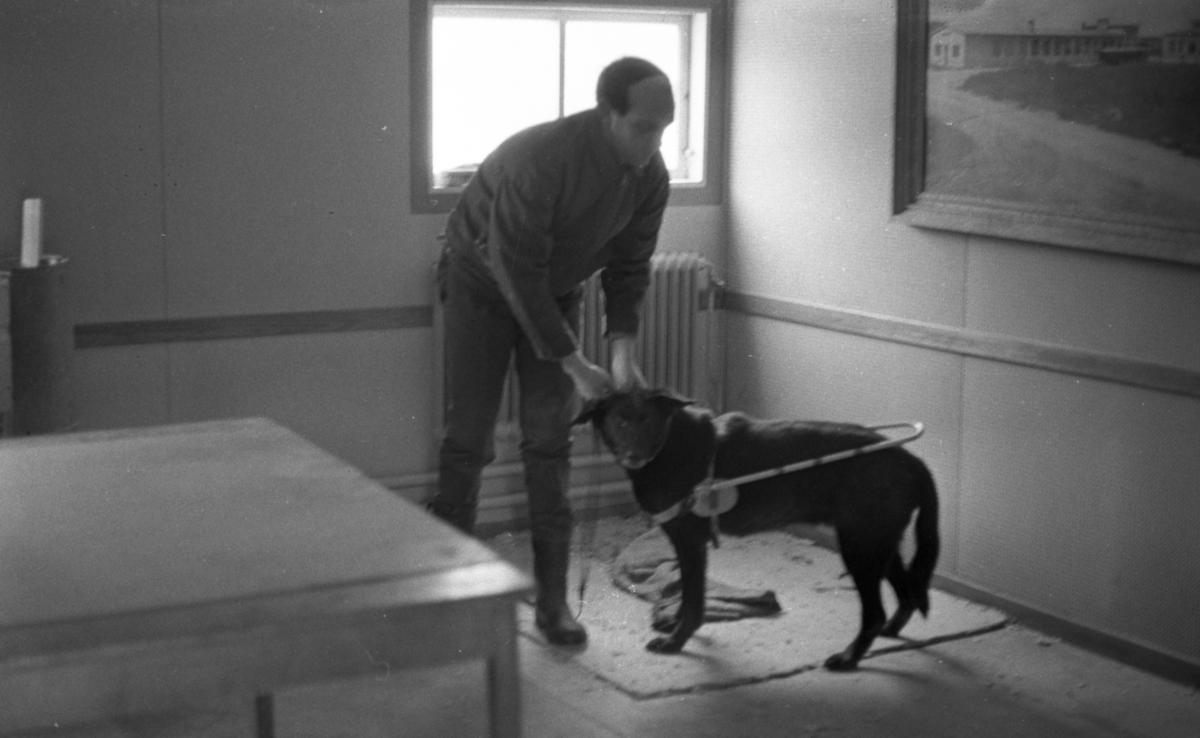 Blind kille 7 april 1966

En blind man står med sin svarta ledarhund - en labrador - i ett rum. Till vänster står ett stort bord. I bakgrunden syns ett fönster. Till höger hänger en tavla på väggen.