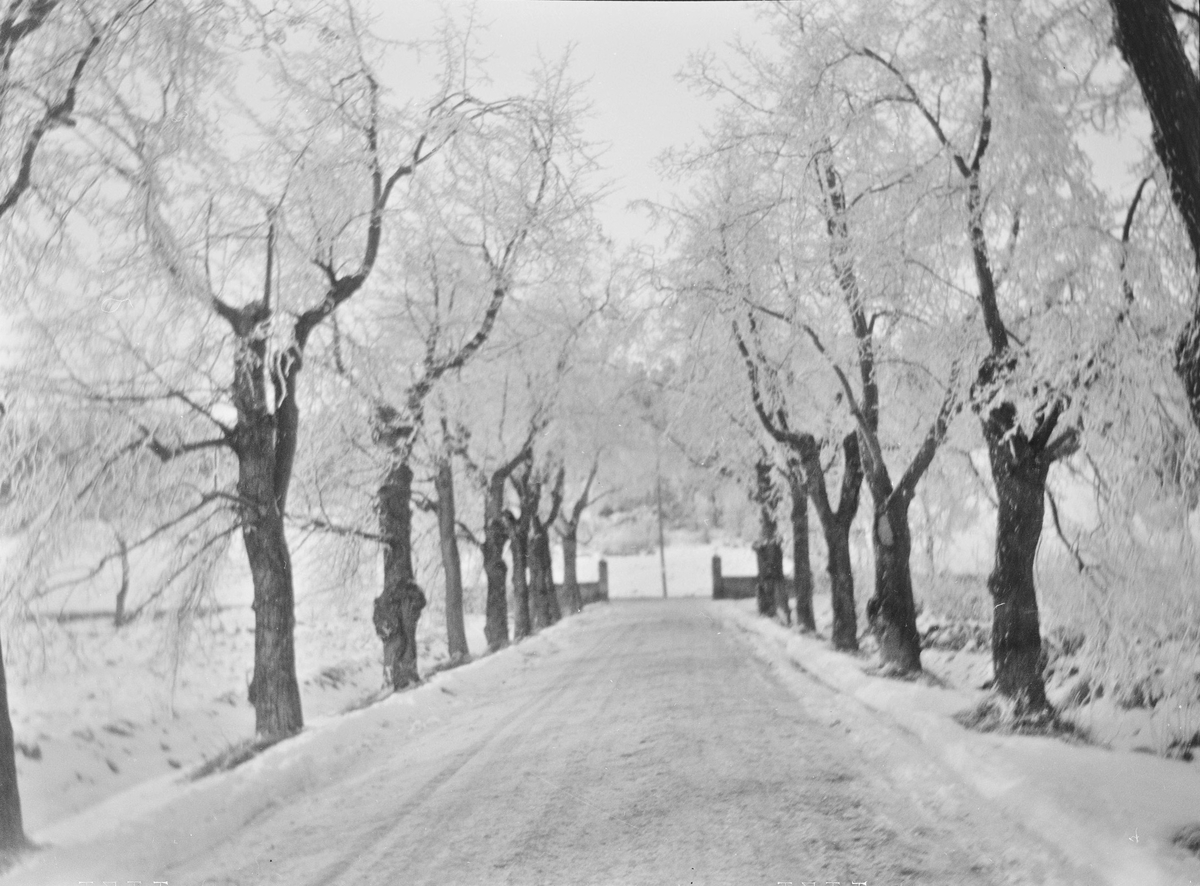 Lindealléen på Linderud gård sett i retning fra hovedhuset. Veien og trærne er dekket av snø og rimfrost. Porten mot landeveien sees der alléen slutter.