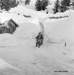 Hankekjøring i Vestre Gausdal i mars 1967.  Fotografiet er t