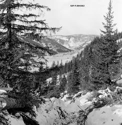 "Hankekjøring med hest.Tømmeret øyes i toppenden, mens bleie