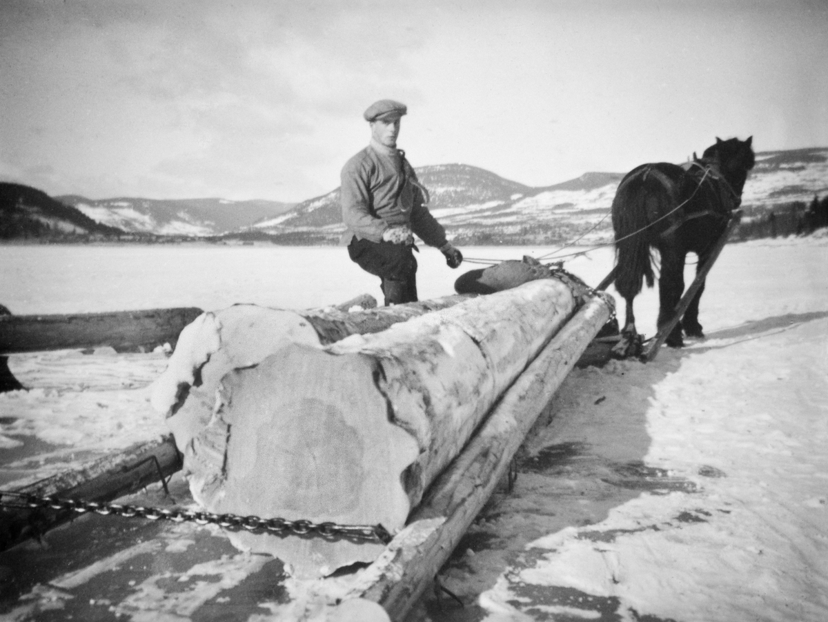 Repro: Tømmerkjøring med hest og slede, vinterbilde.
