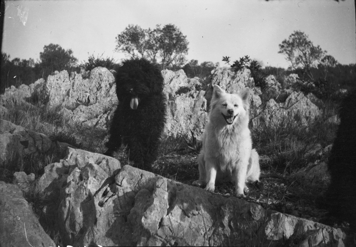 Drottning Victorias bilder. Två av Drottning Victorias hundar.