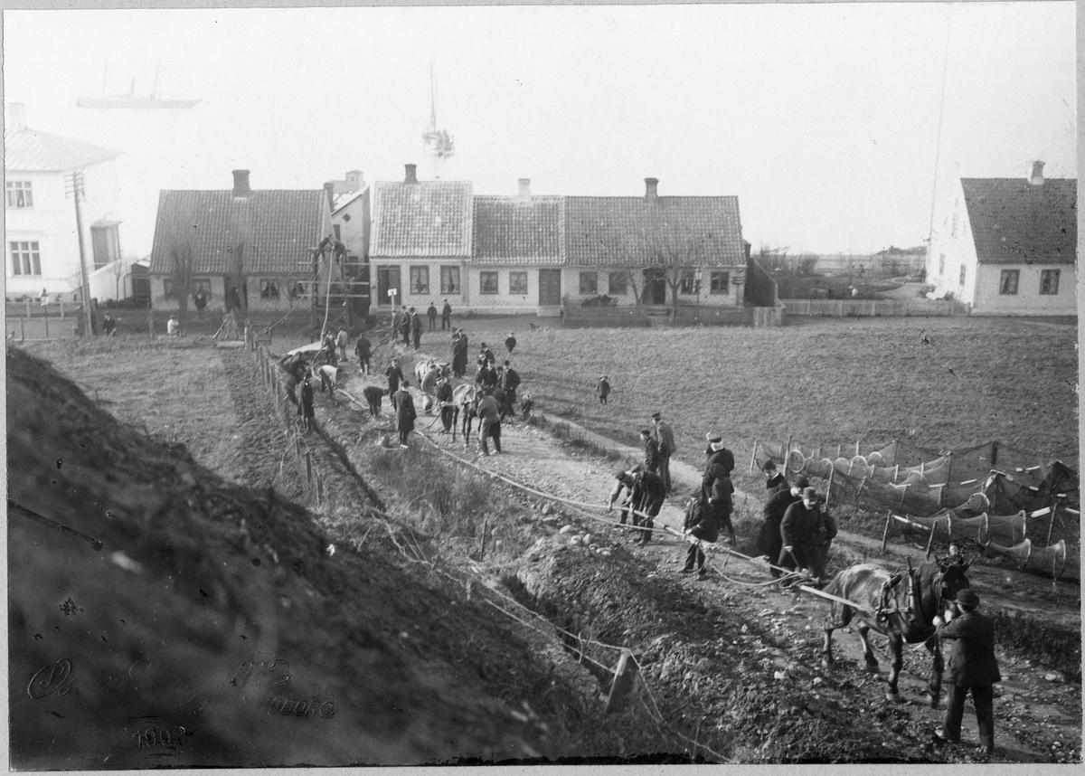Första telefonkabeln direkt i Hälsingborg (Helsingborg)- Helsingör, 5/11 1902. Hästar drar upp kabeln.
