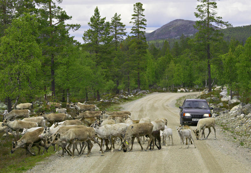 A reindeer heard crossing a gravel road and blocking a car.