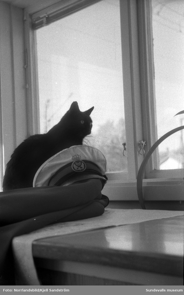 Katten Englund var en välbekant syn vid Sundsvalls centralstation under några år i slutet av 1950-talet. Den stora svarta hankatten hade på eget bevåg bosatt sig där och togs väl omhand av personalen på resgodset, utspisades i järnvägsrestaurangens kök och passade noggrant 16.55-tåget då strömmingslådorna anlände. Sitt namn fick katten av resgodspersonalen på grund av att de vid den tiden hade en kollega som hette Englund men som av någon anledning begåvas med smeknamnet "Katten".